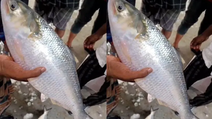 বরগুনায় এক ইলিশের দাম সাড়ে ৭ হাজার টাকা